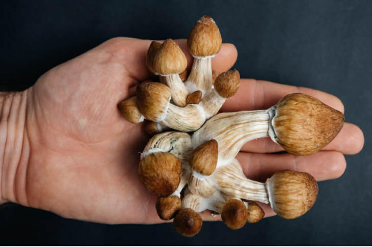 Magic Mushroom retreats